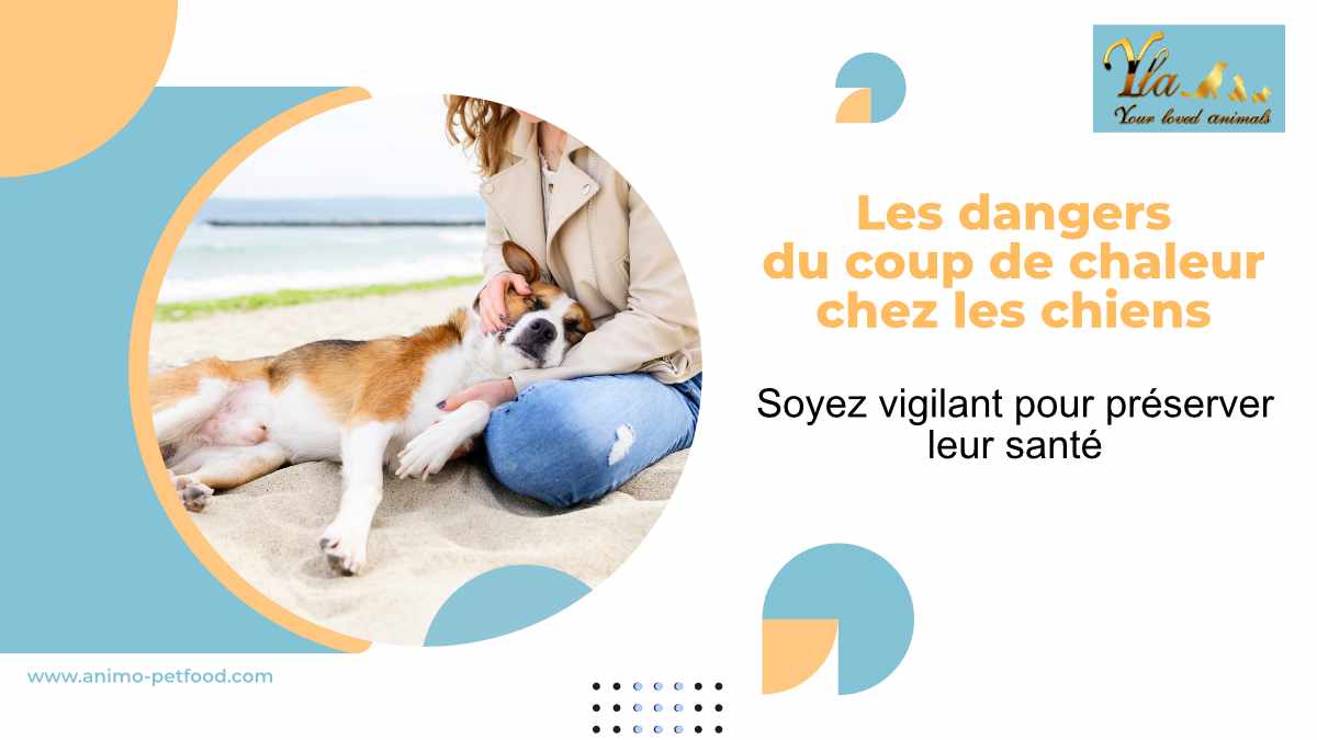 complications-et-consequences - du-coup-de-chaleur-chez-le-chien